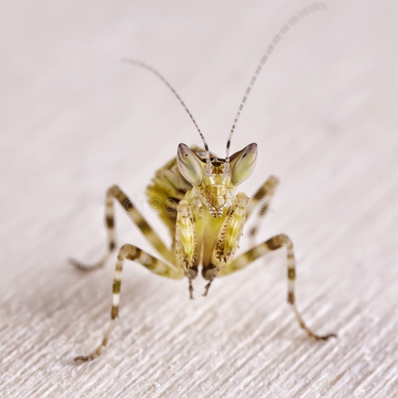 Indian Flower Mantis Eating Prey Stock Photo Image of flower, hunter 137520668