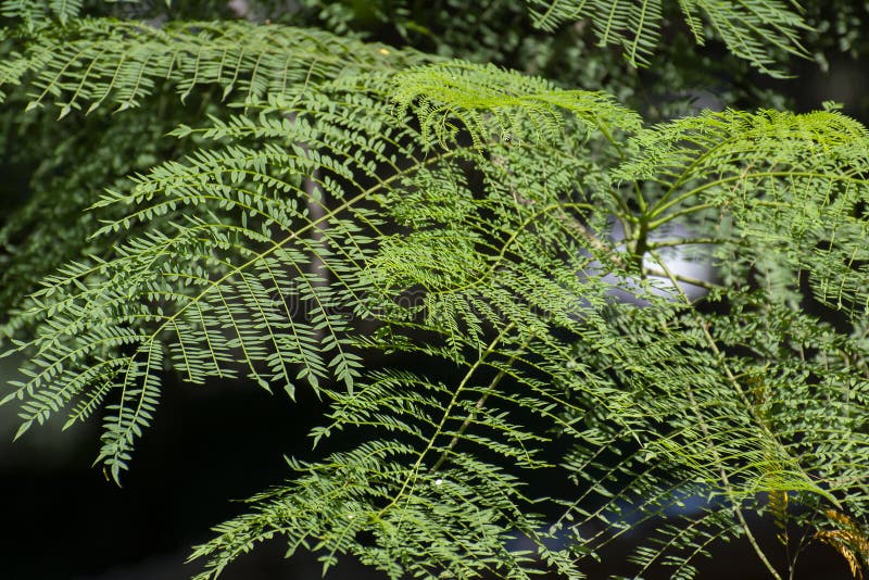 Indian Forest Tree with Green Leaves stock photography