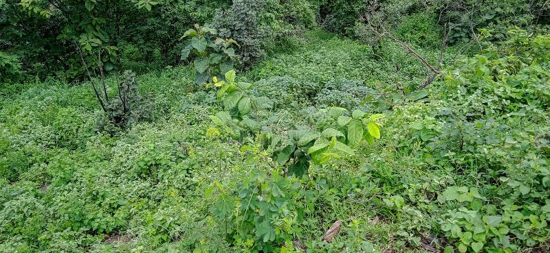 Indian Forest Tree and Forest Plants growing in the jungle stock image