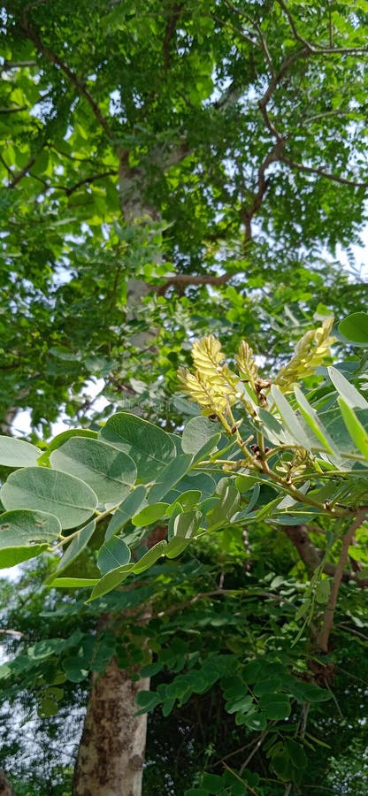 Indian Forest Tree Gliricidia sepium with Yellow Fresh Leaves stock images.