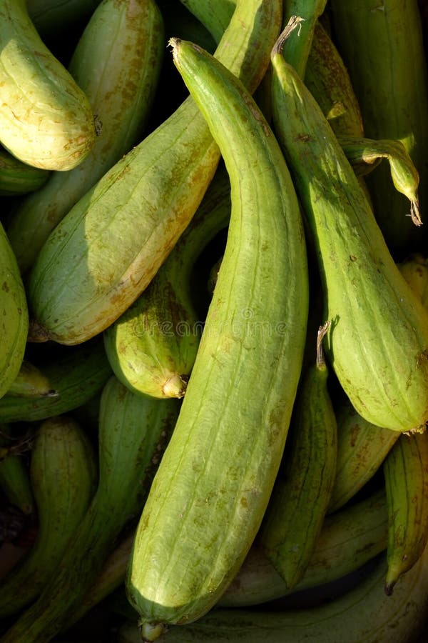 Indian Fresh Vegetables Texture Stock Photo Image of indian, used