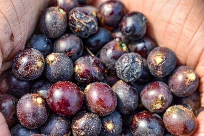 Image result for buchanania cochinchinensis fruit