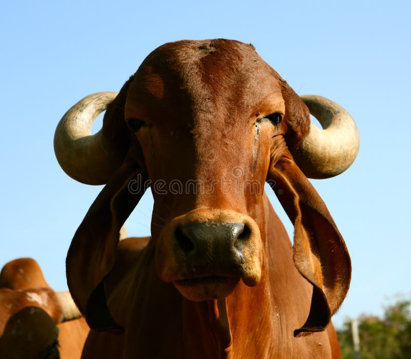 A Indian golden cow