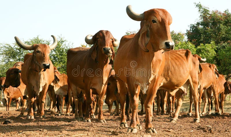 A Indian golden cow