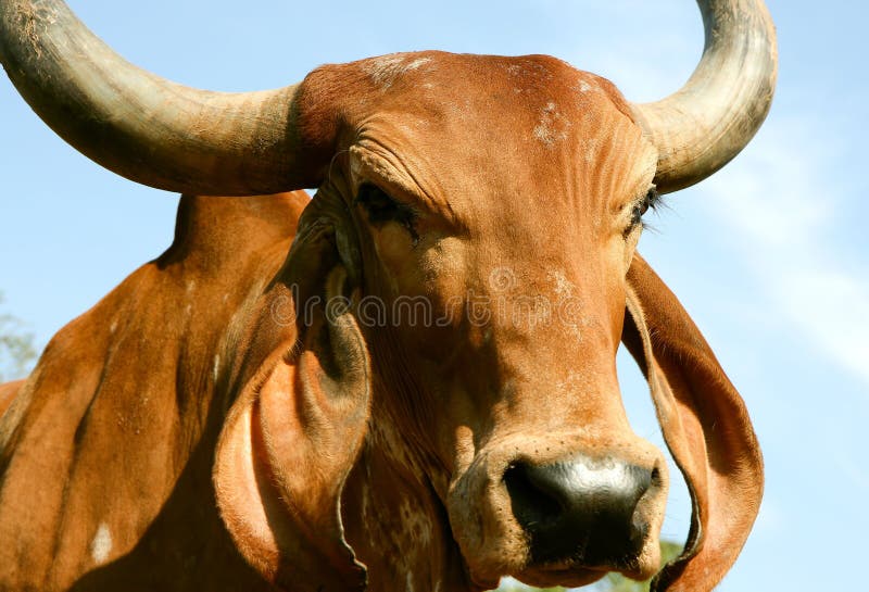 A Indian golden cow