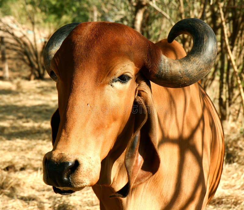 A Indian golden cow