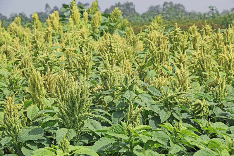 Drought Tolerant Amaranthus Tricolor Yellow Garden Flower Plant Seed