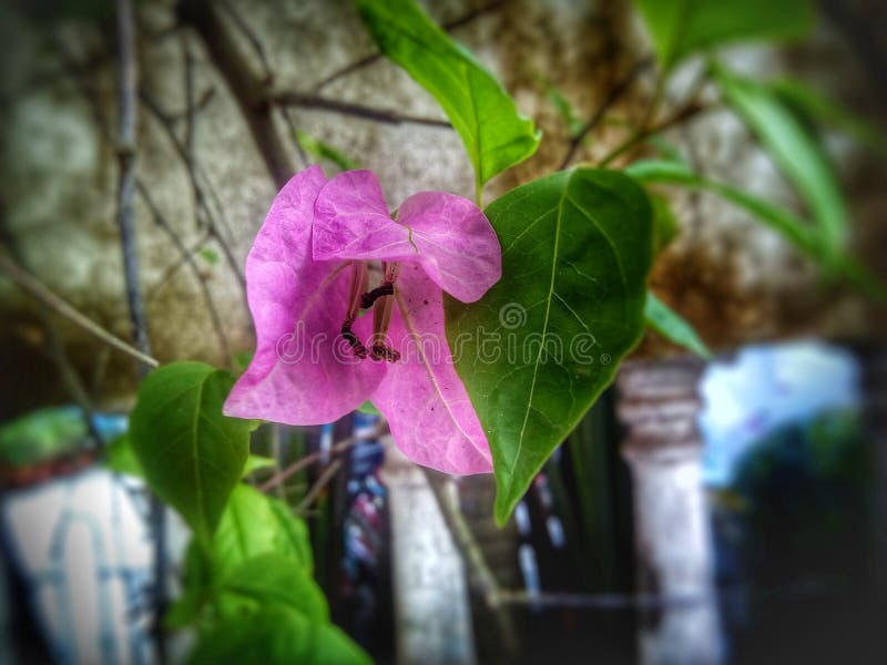 INDIAN green creative photography of paper flowers royalty free stock image.