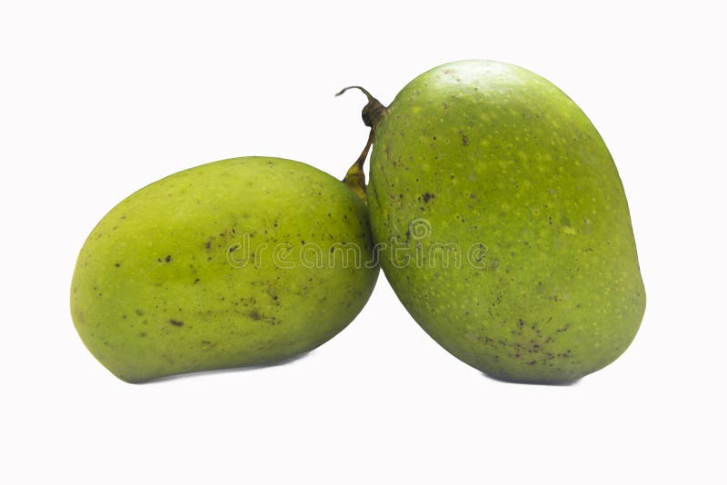 Indian Green Mango stock photo. Image of isolated, organic 145049378