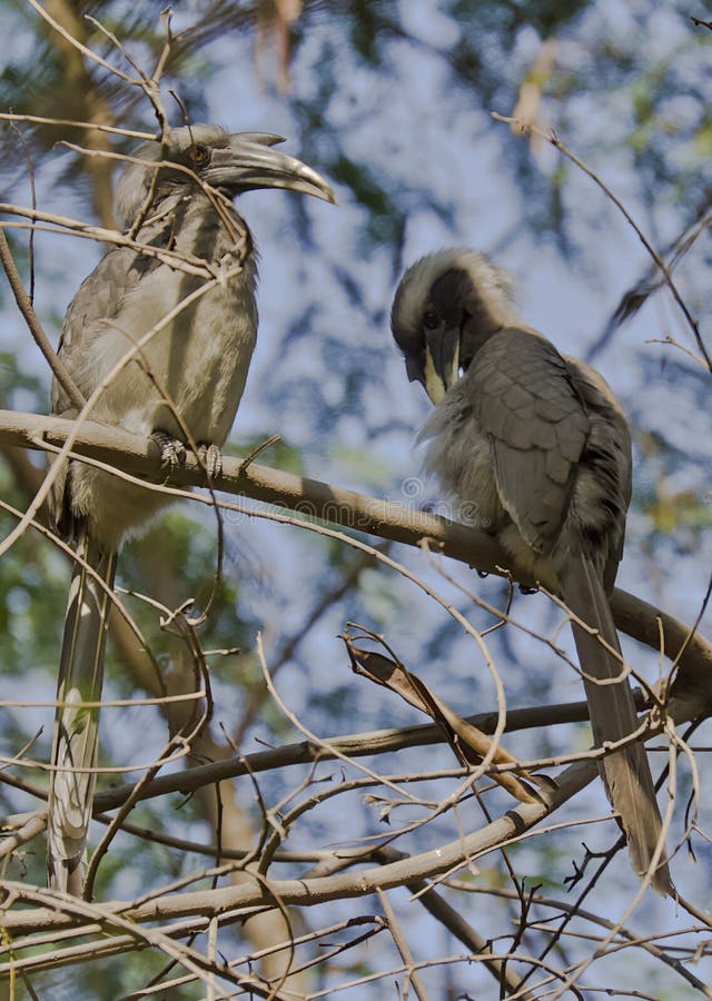 Indian grey hornbill. A couple of Indian grey hornbill, resting on tree branches on a cold sunny day stock photography Indian grey hornbill. A couple of Indian grey hornbill, resting on tree branches on a cold sunny day stock photography