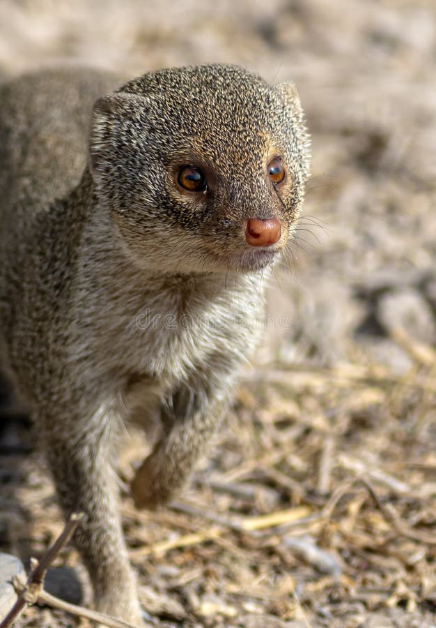 Mongoose hd cheap