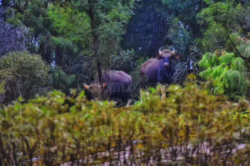 Bison stock image. Image of mammals, guar, bison, forest - 139900045