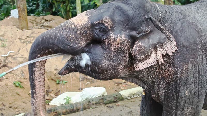 Indian Guy Waters with Hose Large Elephant in Yard stock footage