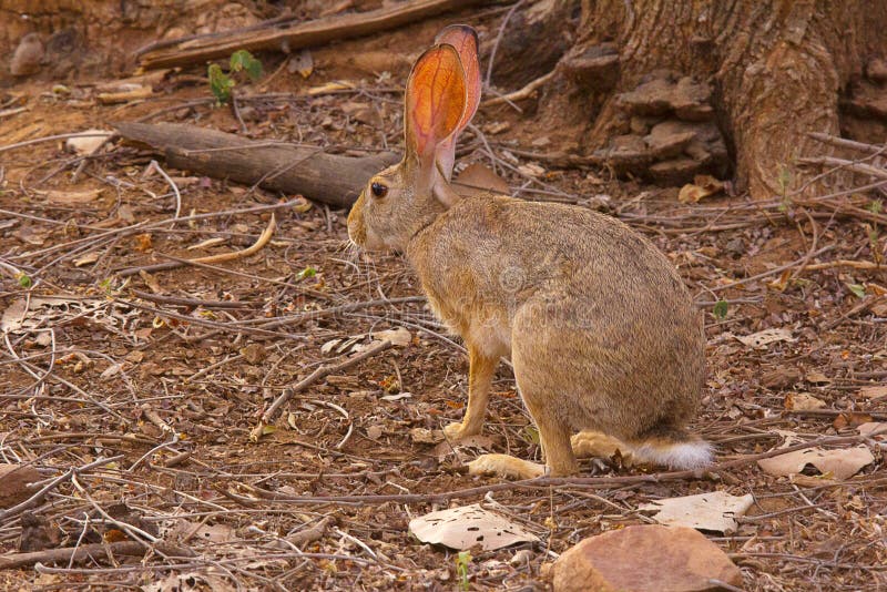 Indian Hare, Lepus nigricollis, Bandhavgarh Tiger Reserve, Madhya Pradesh