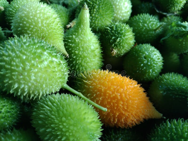 Indian Healthy Vegetables, Green Vegetables Image Stock Photo Image