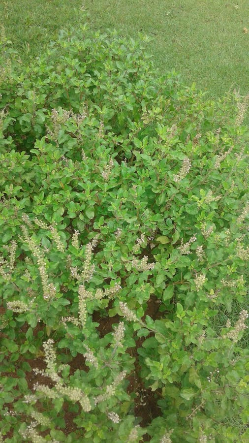 Indian Holy Basil Leaf stock photo. Image of indian 123520254