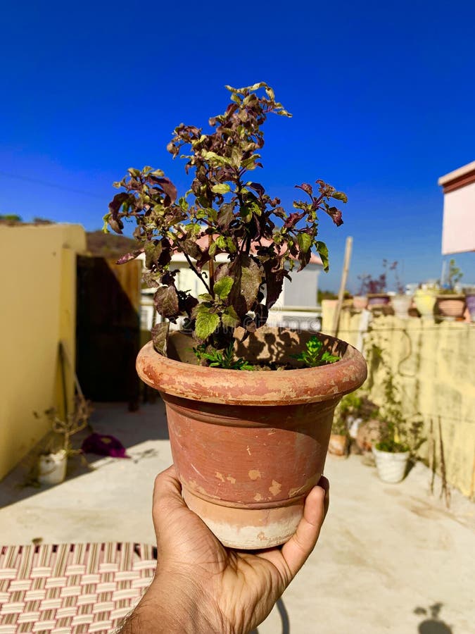 Indianholybasil Stock Photos Free & RoyaltyFree Stock Photos from