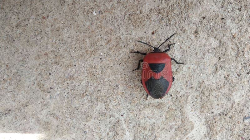 Indian garden firebug insect in garden in monsoon season in afternoon stock images