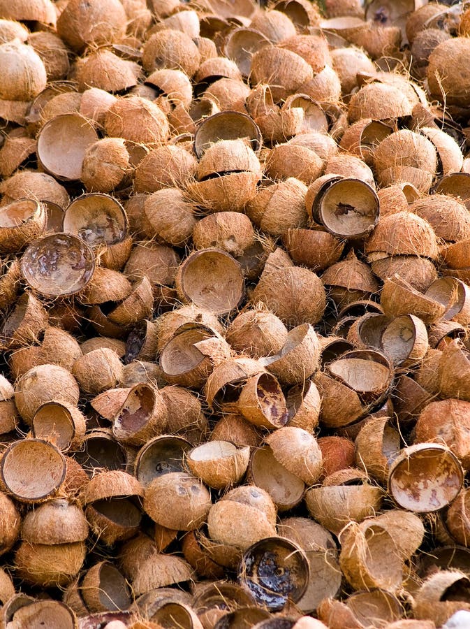 Indian husked coconuts