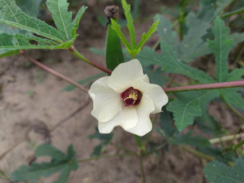 Indian lady finger flower stock photo. Image of herb 194949956