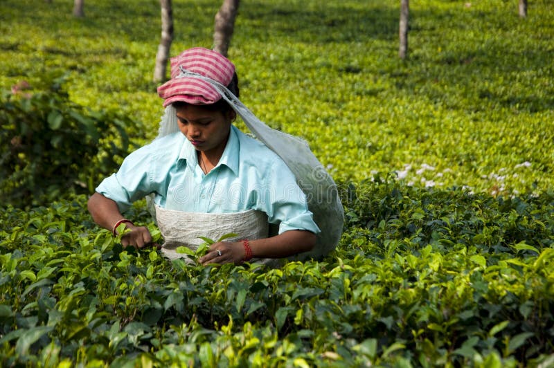 104 Indian Lady Picking Tea Leaves Photos - Free & Royalty-Free Stock  Photos from Dreamstime