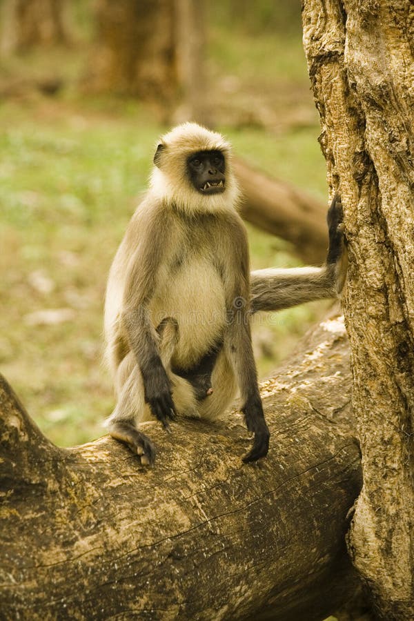 Injured langur sitting on fallen tree trunk. Semnopithecus hypoleucos stock images, royalty-free photos and pictures