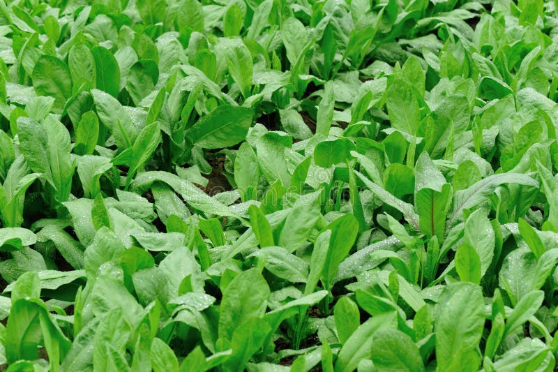 Indian lettuce plants stock image. Image of organic, lush 40511179