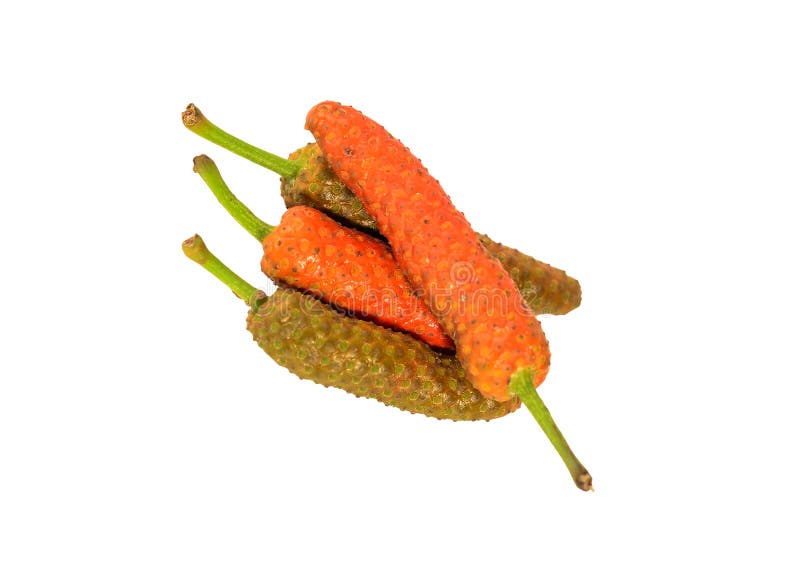 Indian long pepper stock photo. Image of longum, leaf 83631748