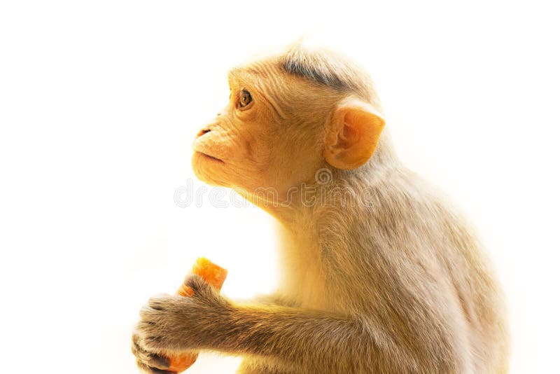 Indian Macaques Lat Macaca Radiata Wild Animal Primates on White Background,  Young Monkey Stock Photo - Image of eyes, chimpanzee: 206209234