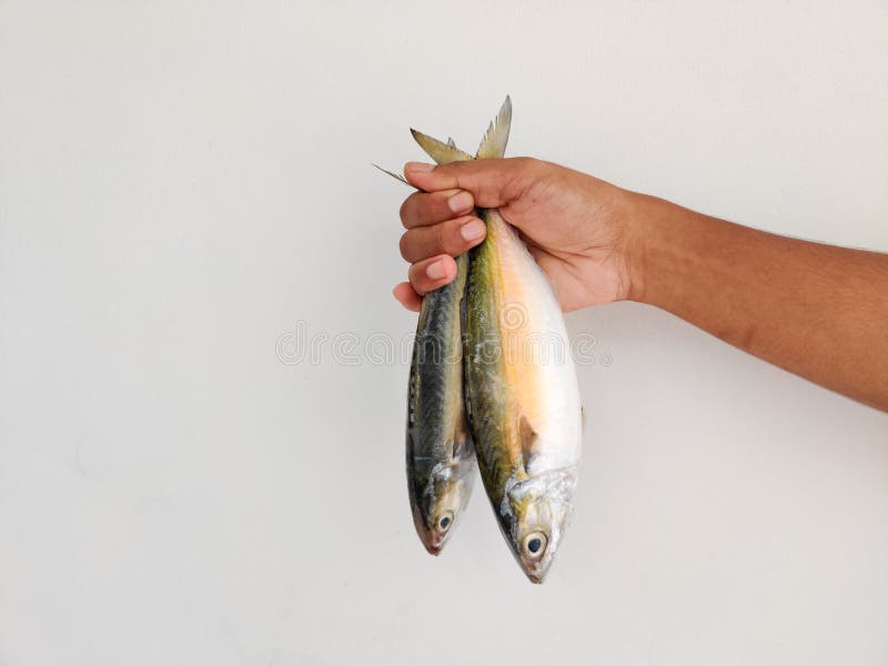 Long Jawed Mackerel Stock Photos Free & RoyaltyFree Stock Photos
