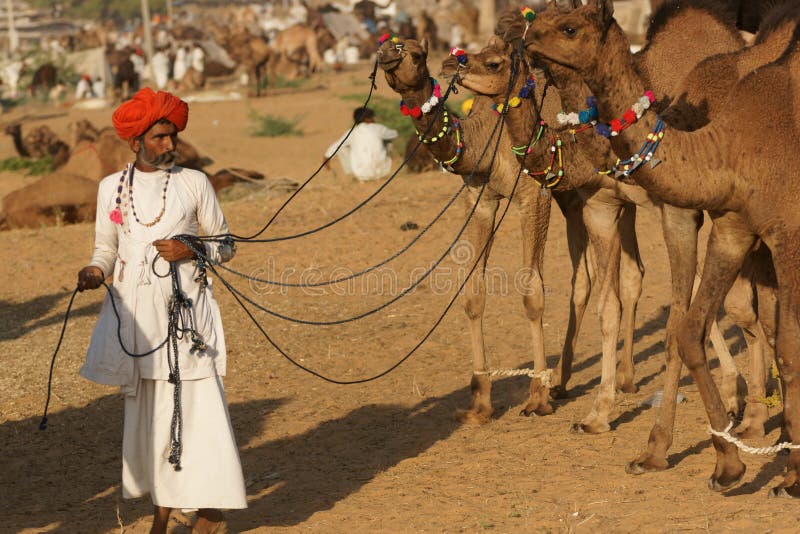 Indian Man with Camels