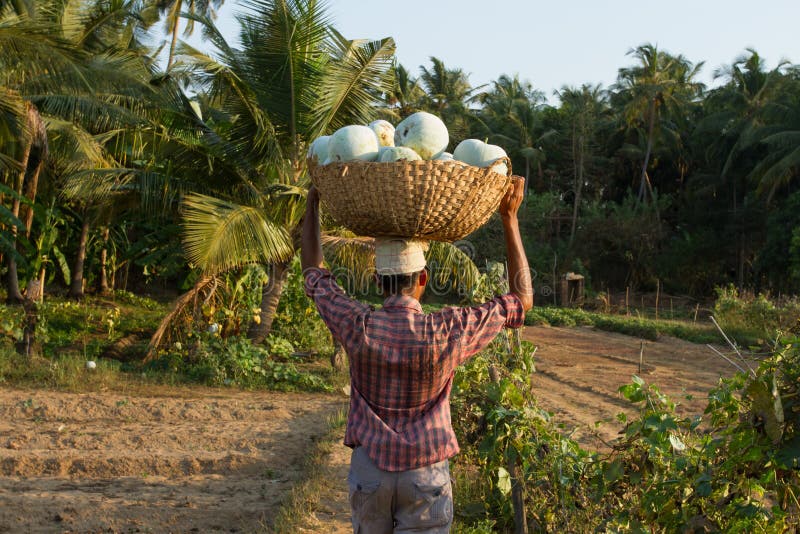 An Indian man carries a basket with pumpkins on his head. Indian Village