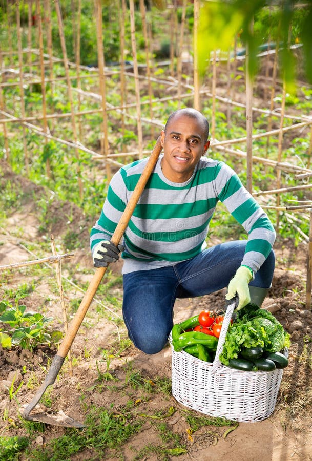 Indian Man Professional Gardener Holding Basket with Harvest Stock ...