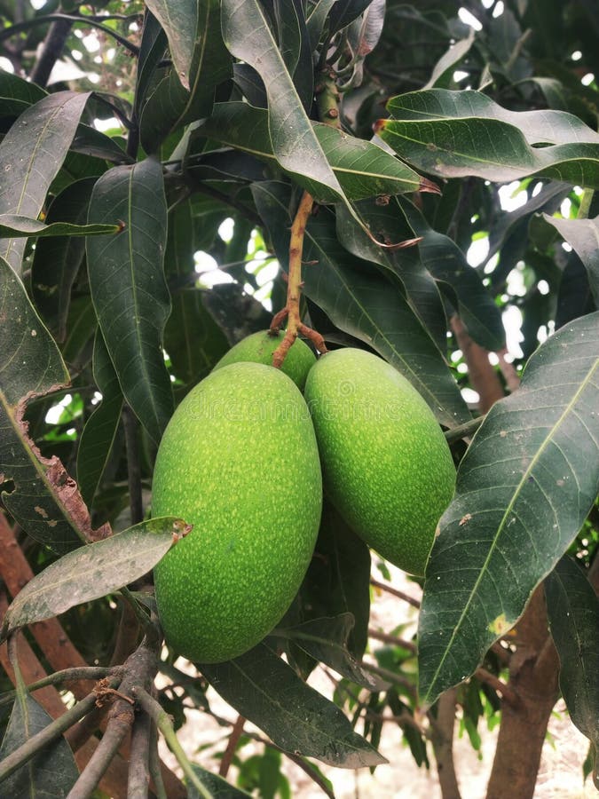 Indian mango fruit tree stock image. Image of vegetable 213899865