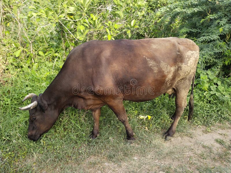 Indian milk cow stock photo. Image of grazing, sheep 221544448