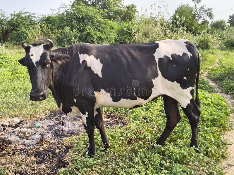 Indian milk cow stock image. Image of grassland, wildlife 221544463
