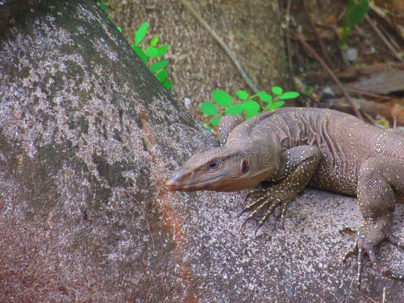151 Large Bengal Monitor Lizard Stock Photos - Free & Royalty-Free Stock Photos from Dreamstime 151 Large Bengal Monitor Lizard Stock Photos - Free & Royalty-Free Stock Photos from Dreamstime