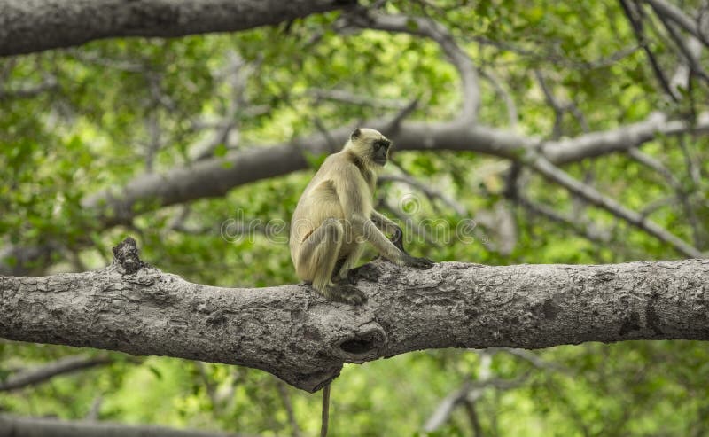Indian Monkey sitting on tree. Semnopithecus hypoleucos stock images, royalty-free photos and pictures