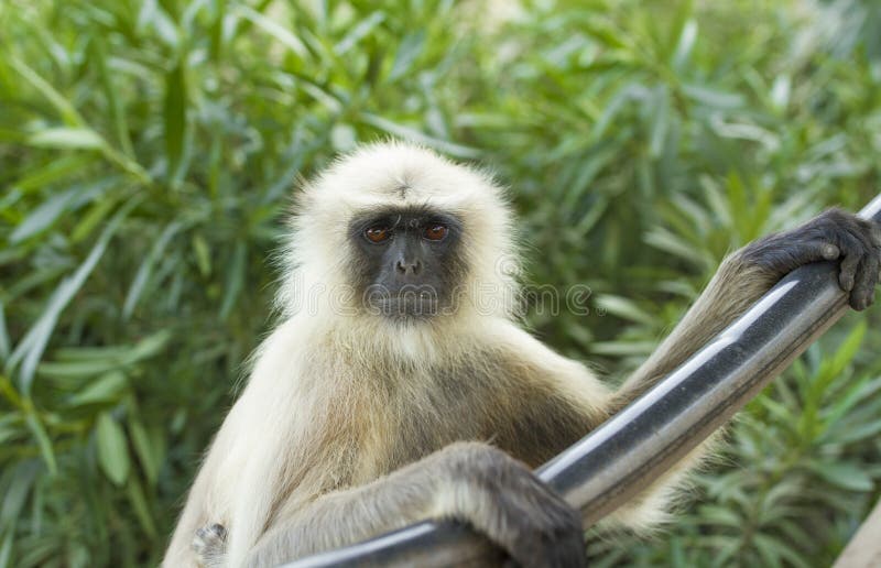 Indian Monkey or langur at shiva temple. Semnopithecus hypoleucos stock images, royalty-free photos and pictures