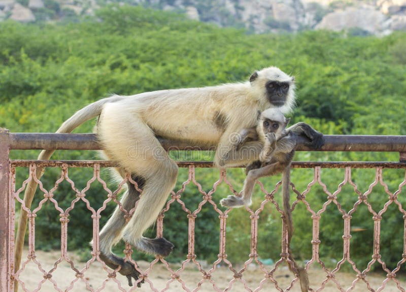 Indian Monkey or langur at shiva temple. Semnopithecus hypoleucos stock images, royalty-free photos and pictures