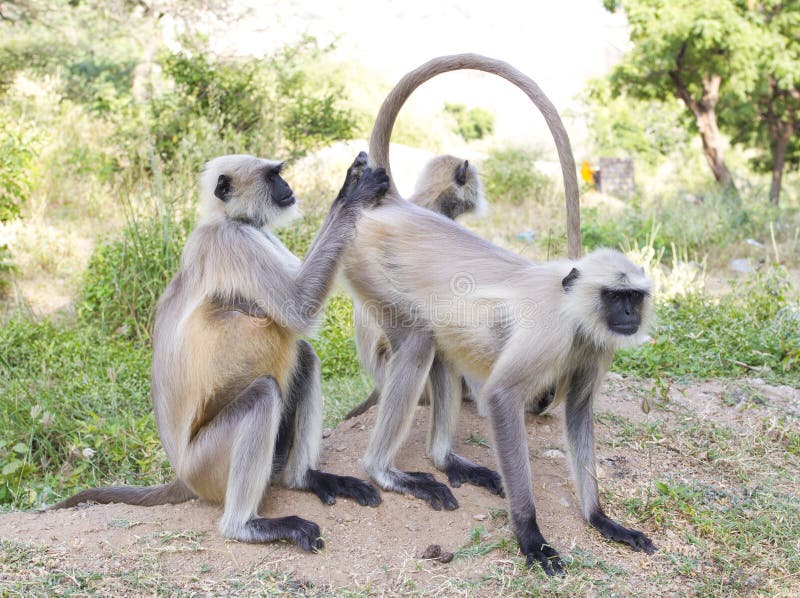Monkey care of another monkey shiv temple. Semnopithecus hypoleucos stock images, royalty-free photos and pictures