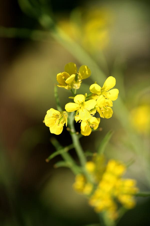 Indian Mustard flower stock photo. Image of flower, garden 26104930