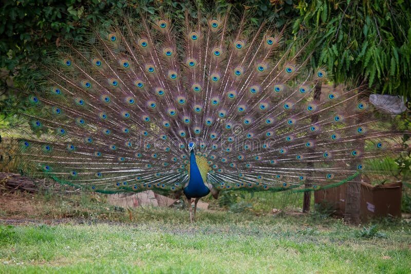 An Indian National Bird Peacock Dancing with Open Feathers Stock Image - Image of green, showing: 222049079 An Indian National Bird Peacock Dancing with Open Feathers Stock Image - Image of green, showing: 222049079