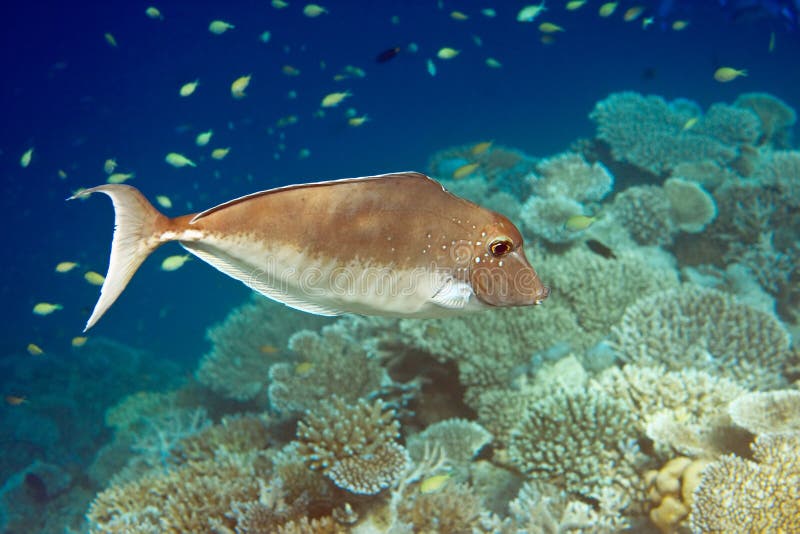 Indian ocean. Fishes in corals. Maldives royalty free stock photos Indian ocean. Fishes in corals. Maldives royalty free stock photos