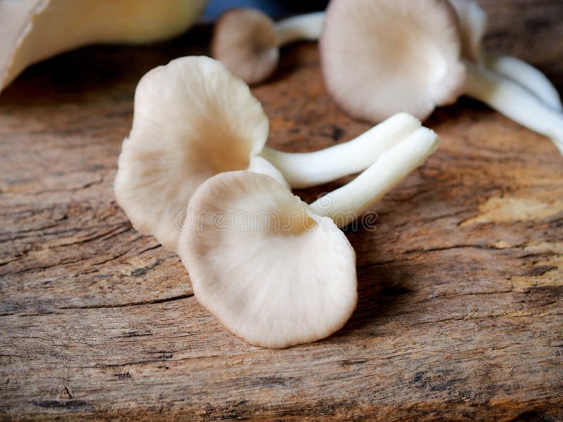 Indian Oyster or Lung Oyster Mushroom. Stock Photo Image of healthy