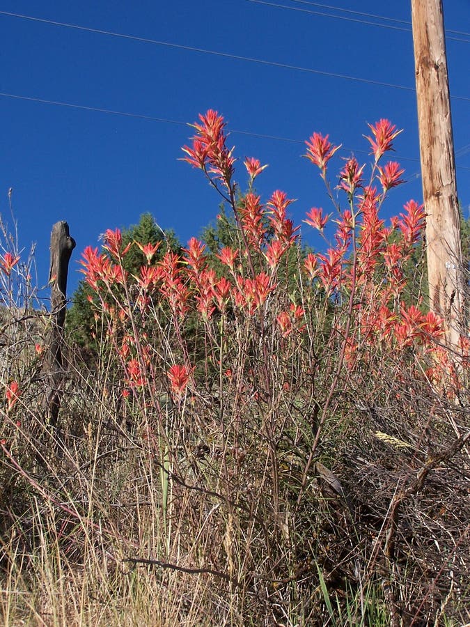 Indian Paint Brush Plant. 1 Stock Photo Image of bush, yellow 1090694