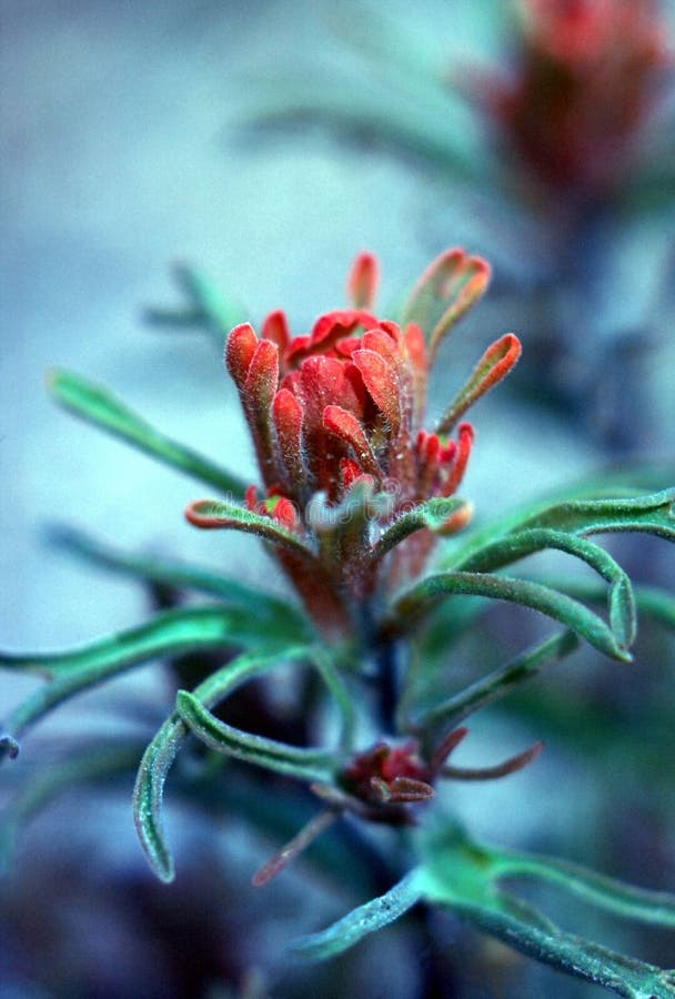 Indian Paintbrush stock image. Image of wild, wyoming 15317835
