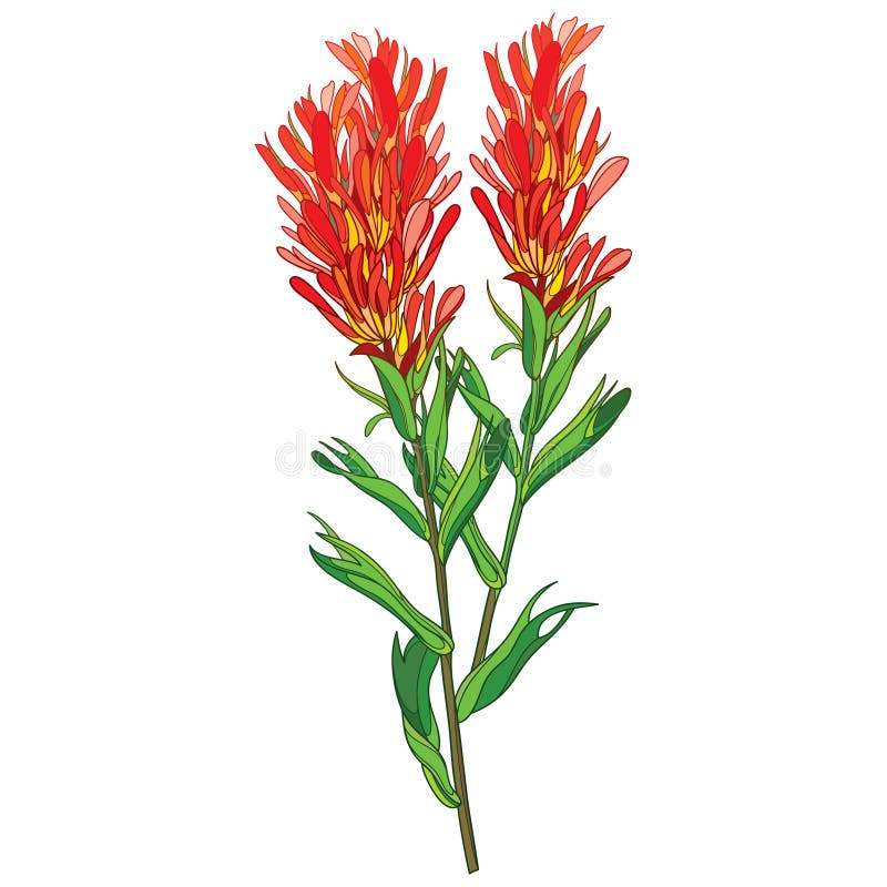Vector Outline Castilleja or Indian Paintbrush Red Flower, Bud and