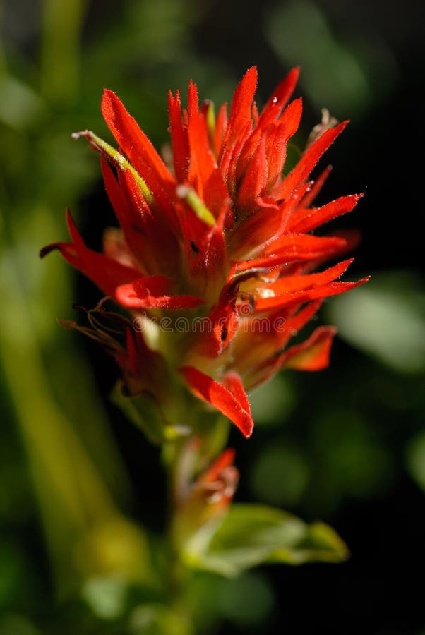 Indian Paintbrush royalty free stock photos Indian Paintbrush royalty free stock photos