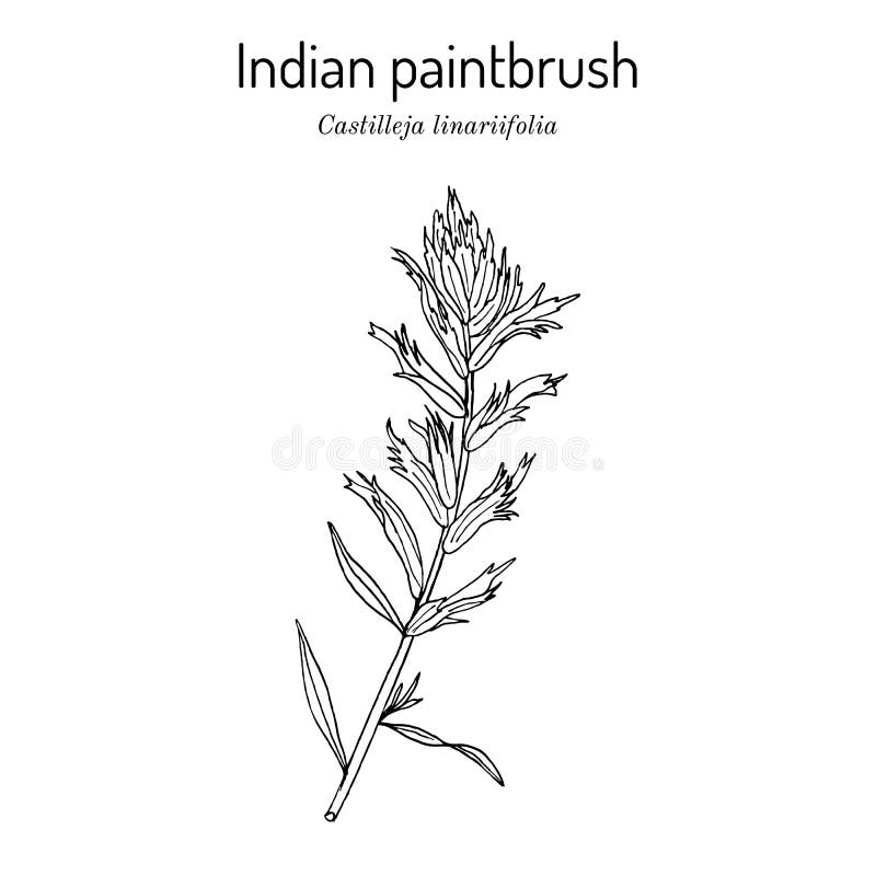 Indian Paintbrush Stock Illustrations 860 Indian Paintbrush Stock Illustrations Vectors Clipart Dreamstime